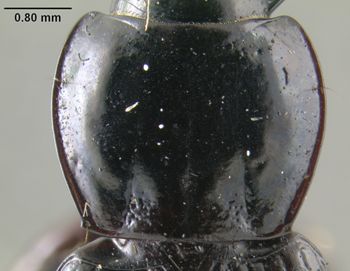 Media type: image;   Entomology 304829 Aspect: pronotum dorsal